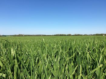 Scenic view of agricultural field against clear blue sky