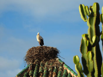 Low angle view of bird perching on nest against sky