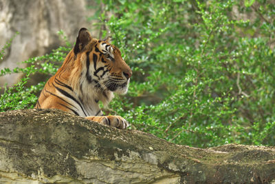 Rest time of the tiger on the stone. i think he very happy.