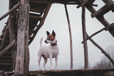 Low angle view of dog standing on boardwalk against sky