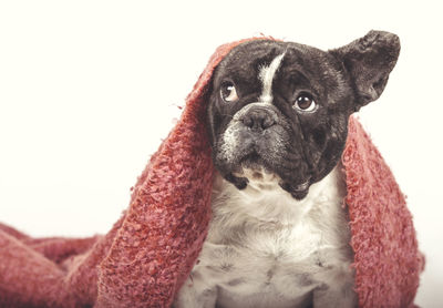 Close-up portrait of dog against white background