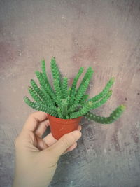 Cropped hand of person holding cactus plant against wall