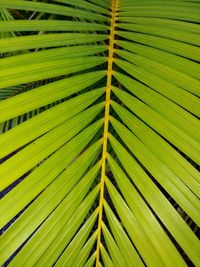 Full frame shot of palm leaf