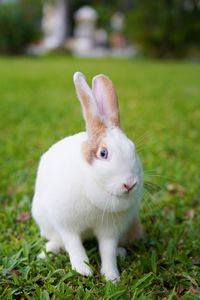 Close-up of a rabbit on field