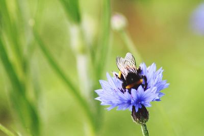 Close-up of bee pollinating on flower