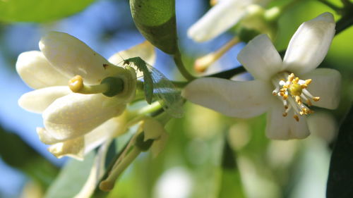 Close-up of insect on yellow flowers