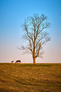 Bare tree on field against clear sky