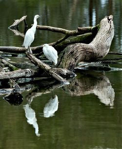 Birds perching on driftwood in lake