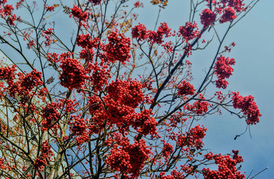 Low angle view of cherry blossoms against sky