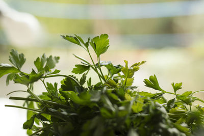 Close-up of fresh green plant