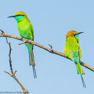 Close-up of bird perching on branch against blue sky