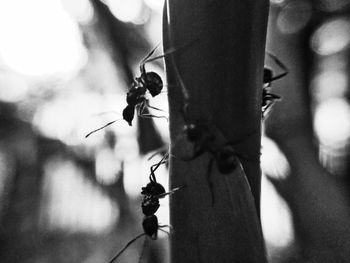 Close-up of ant on the ground