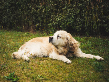 View of a dog resting on field