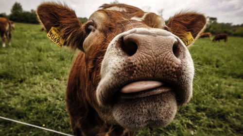 Close-up portrait of cow