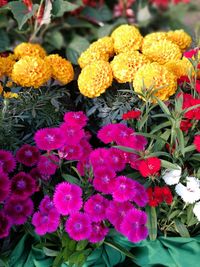 Close-up of marigold blooming outdoors