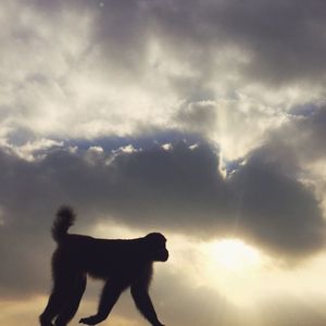 Silhouette dog against sky