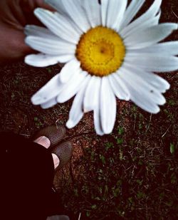 Close-up of white daisy flowers