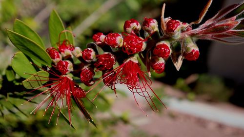 Close-up of red berries growing on plant