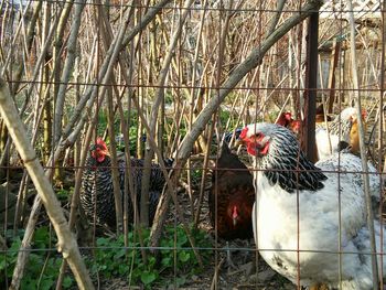 View of birds in cage