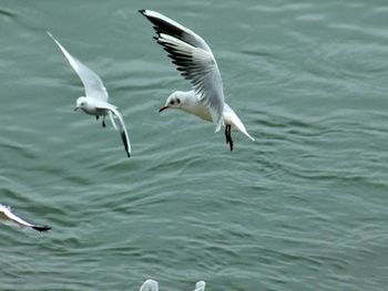 Bird flying over water