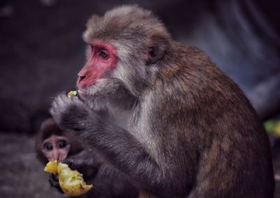 Portrait of a monkey eating