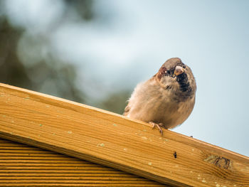 Close-up of bird perching on wooden bench