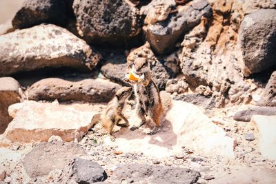 Meerkat on rocky shore