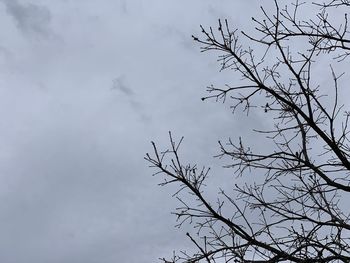 Low angle view of silhouette tree against sky