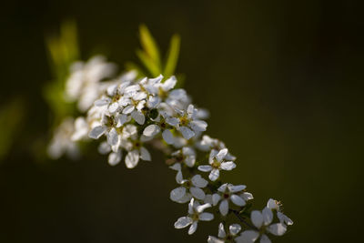 Close-up of white cherry blossom plant