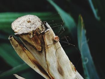 Close-up of insect