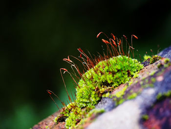 Close-up of plant