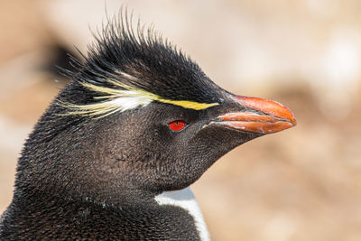 Close-up of a bird looking away