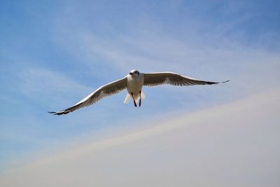 Low angle view of seagull flying