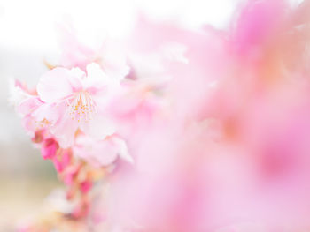 Close-up of pink flowers