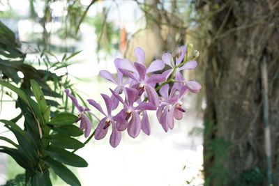 Close-up of plant