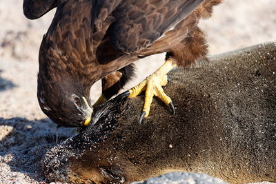 A raptor eating the dead sea lion on galapagos
