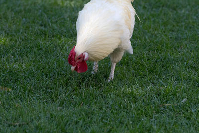 Hen pecking on grassy field