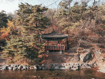 Aerial view of a forest