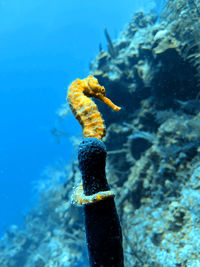 Close-up of seahorse in sea