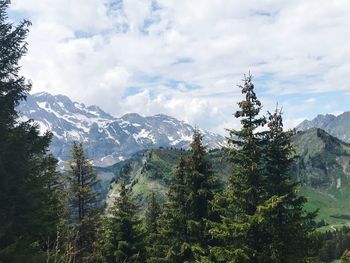 Pine trees on snowcapped mountains against sky