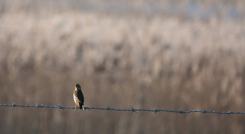 Close-up of meadow pipit perching on fence