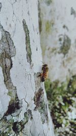 Close-up of insect on tree trunk