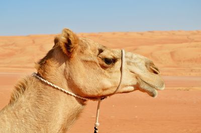 Close-up of camel on desert against sky