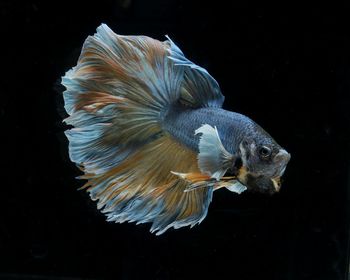 Close-up of siamese fighting fish in aquarium
