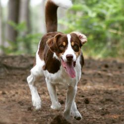 Portrait of dog