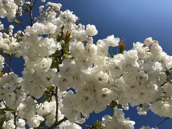 Close-up of white cherry blossoms against sky