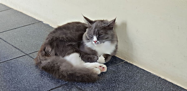 High angle portrait of cat resting against wall