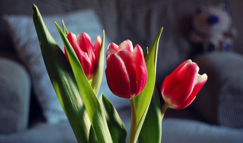 Close-up of red tulips