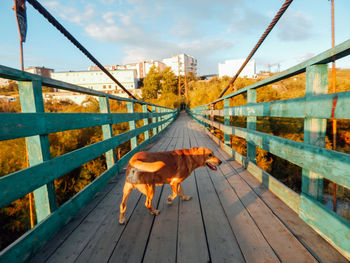 View of a horse on a bridge