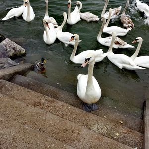 High angle view of swans swimming on lake